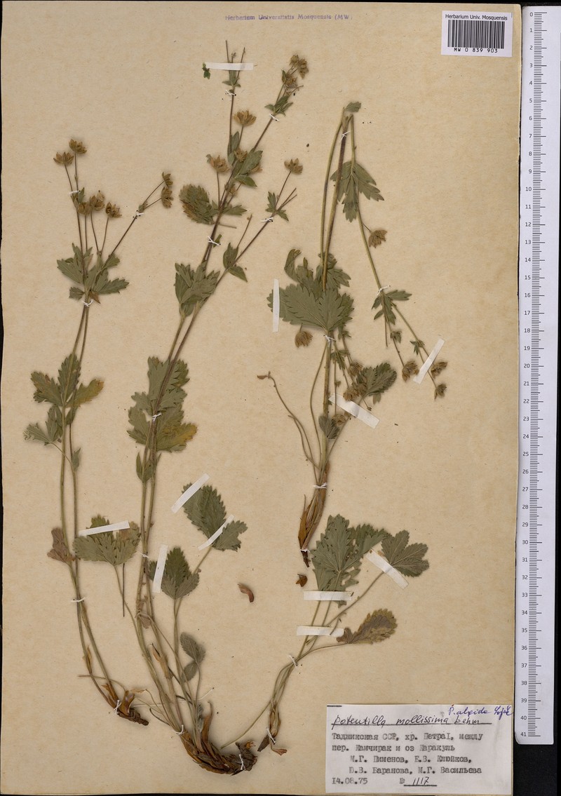 Potentilla algida