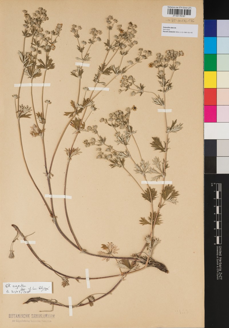 Potentilla alpicola