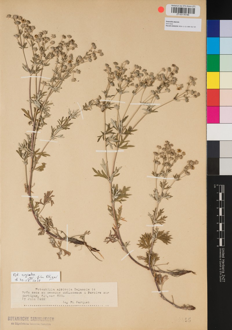 Potentilla alpicola photo 2