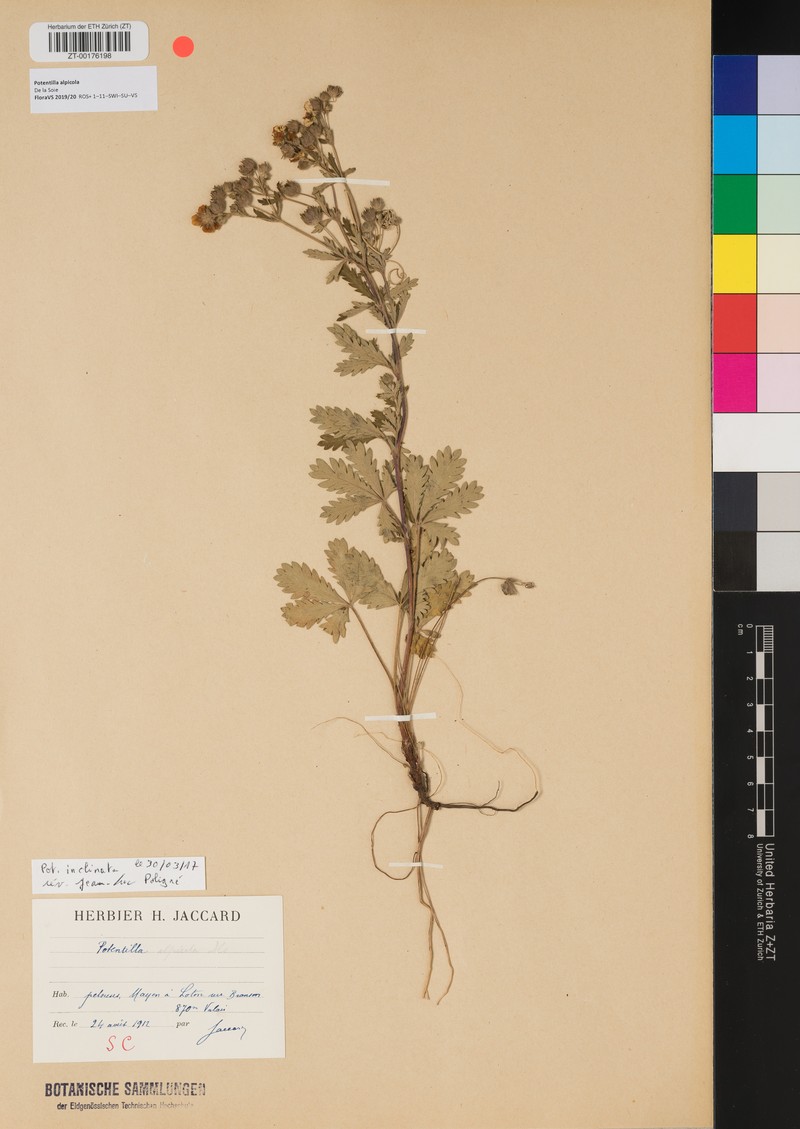 Potentilla alpicola photo 3