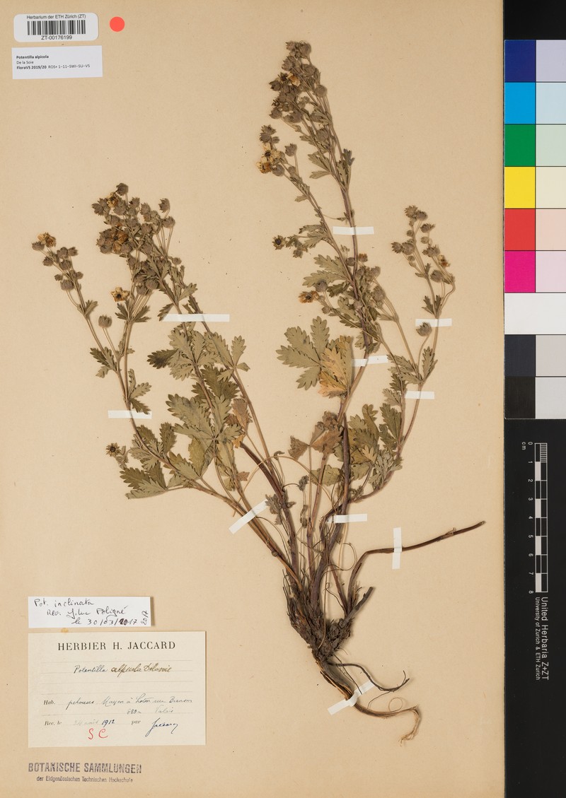 Potentilla alpicola photo 4