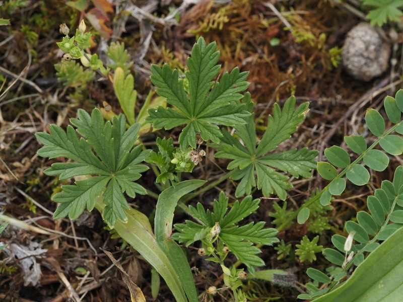 Potentilla alsatica