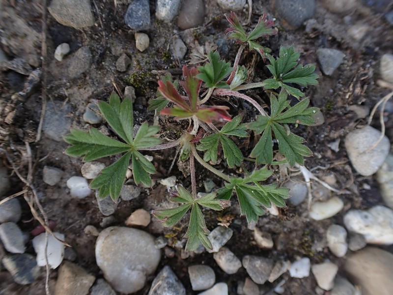 Potentilla alsatica photo 2