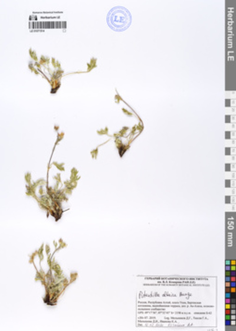 Potentilla altaica