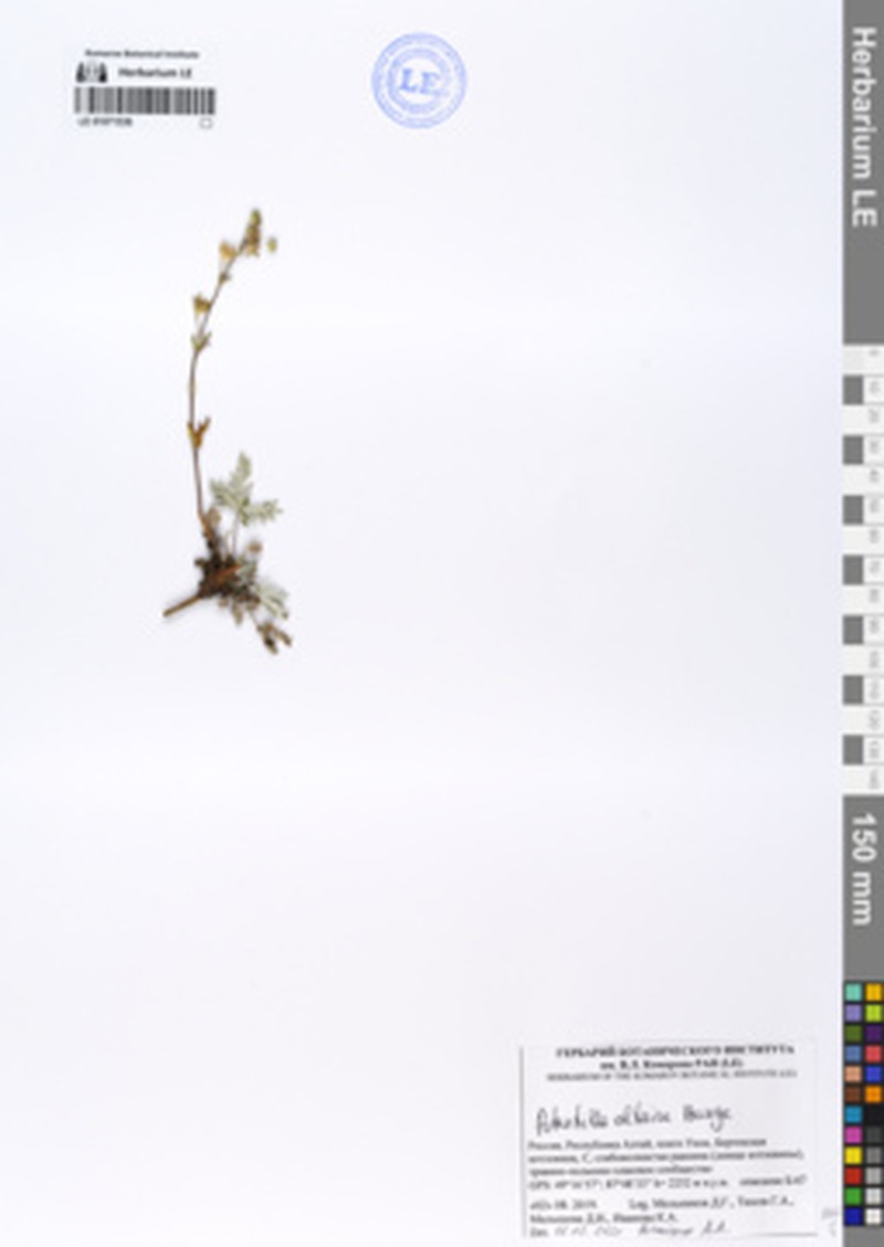 Potentilla altaica photo 2