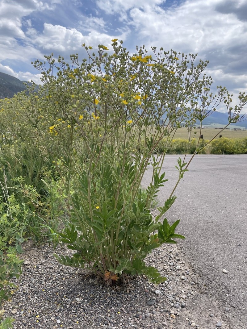 Silkyleaf Cinquefoil