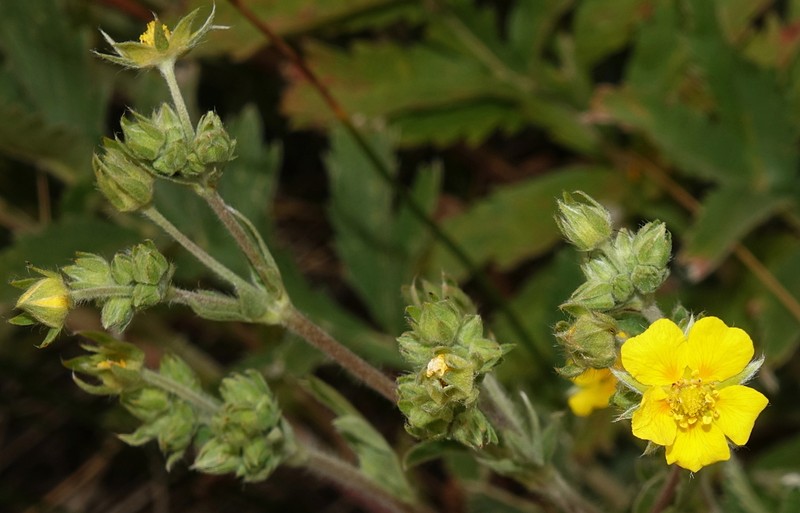 Silkyleaf Cinquefoil photo 2