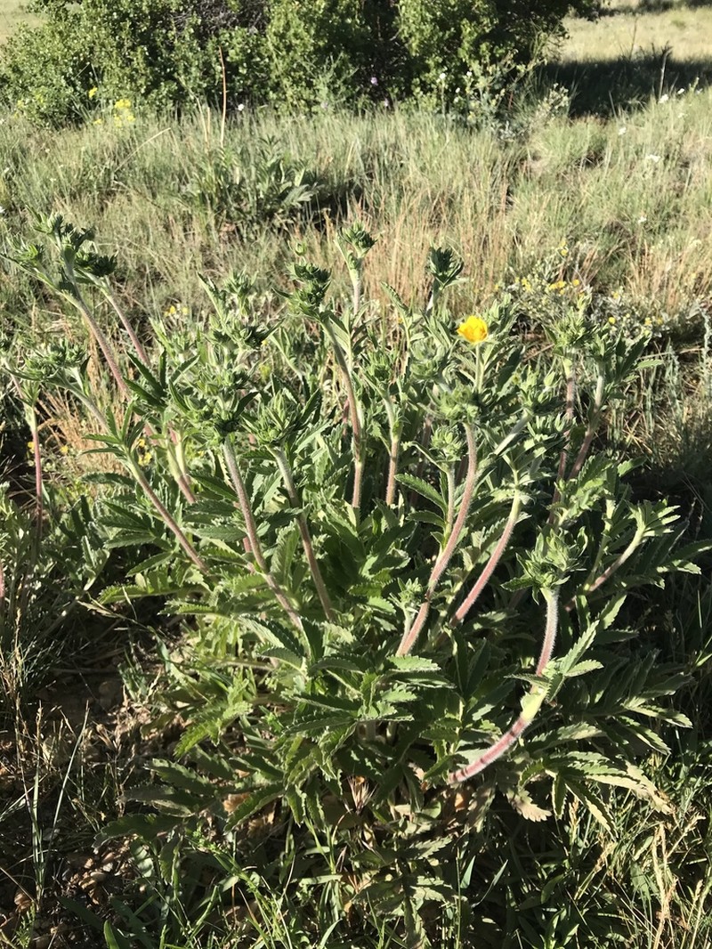 Silkyleaf Cinquefoil photo 3