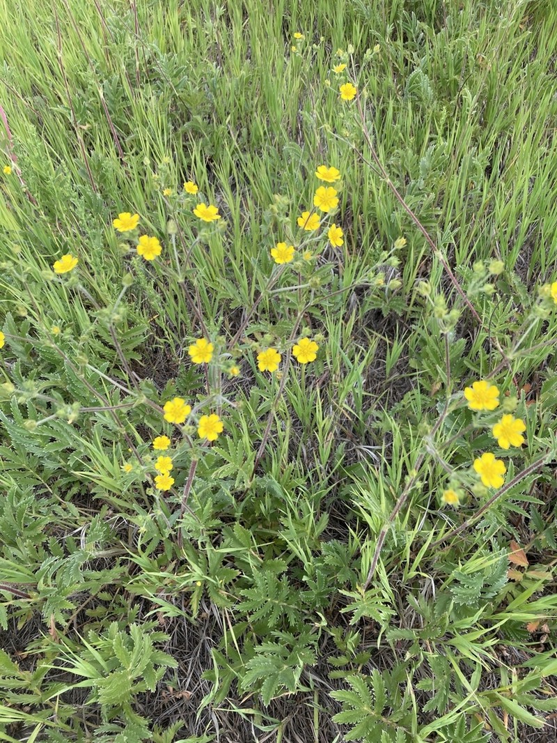 Silkyleaf Cinquefoil photo 4