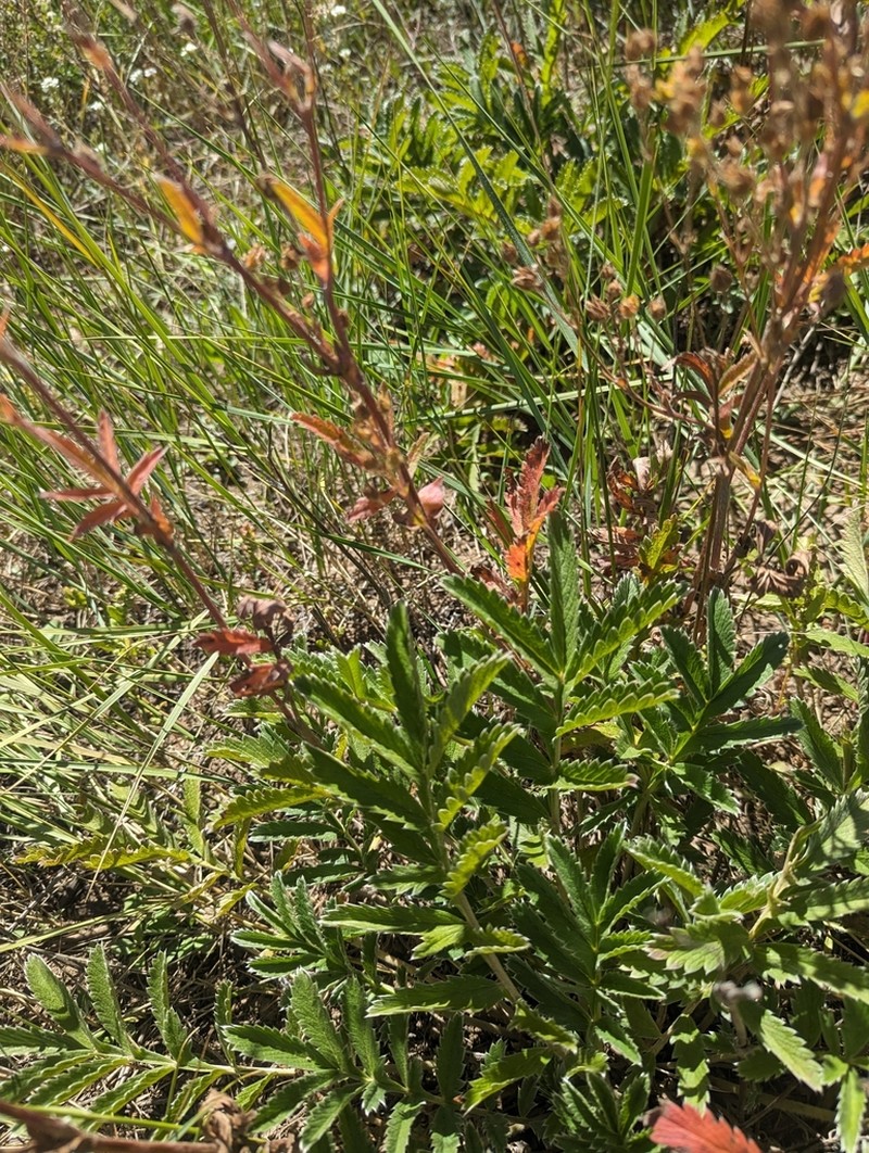 Silkyleaf Cinquefoil photo 5