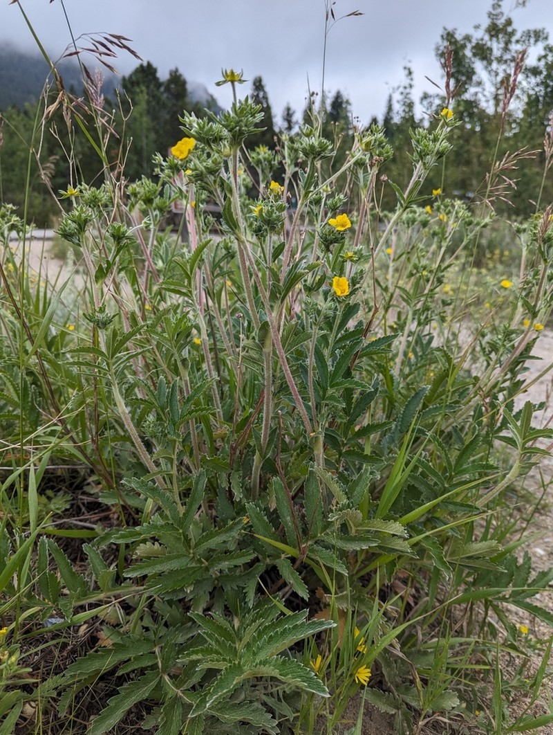 Silkyleaf Cinquefoil photo 6