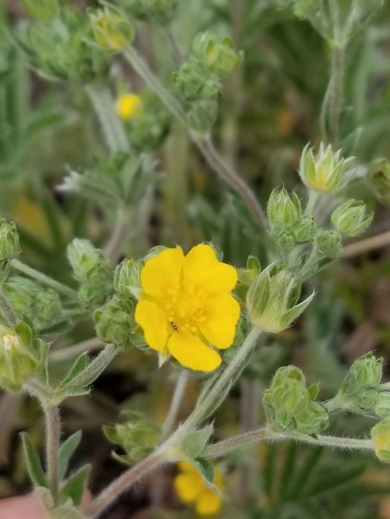 Silkyleaf Cinquefoil photo 7