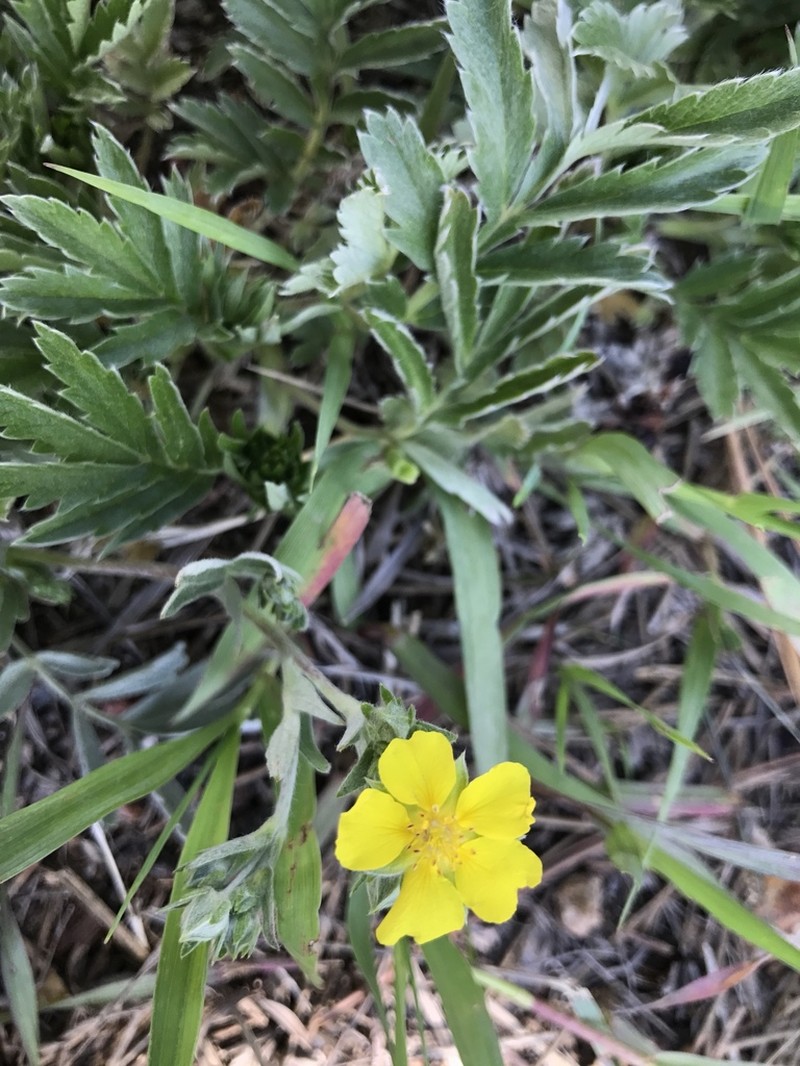 Silkyleaf Cinquefoil photo 8