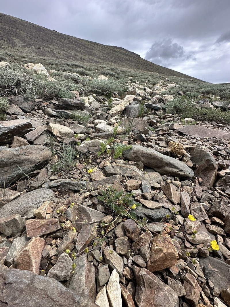 Potentilla amicarum