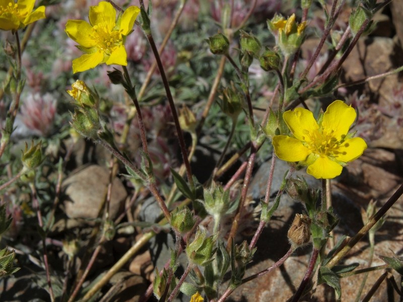 Potentilla amicarum photo 2