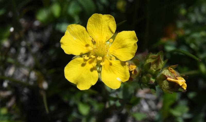 Potentilla amicarum photo 3