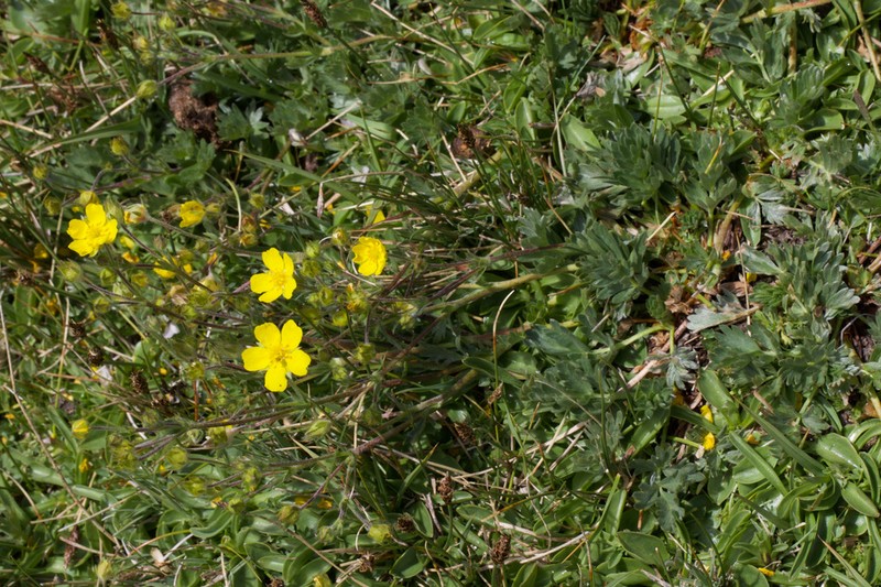 Potentilla amicarum photo 4
