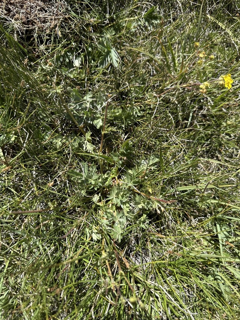 Potentilla amicarum photo 5