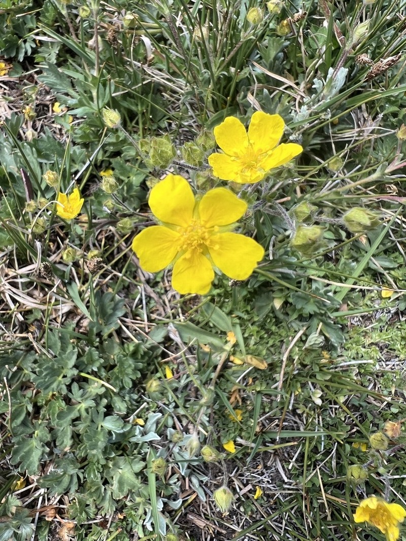 Potentilla amicarum photo 6