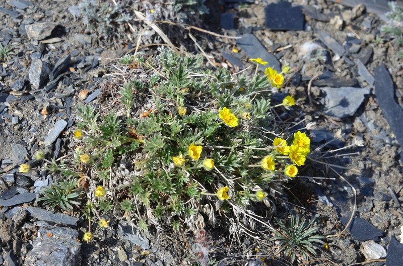 Potentilla anachoretica photo 2