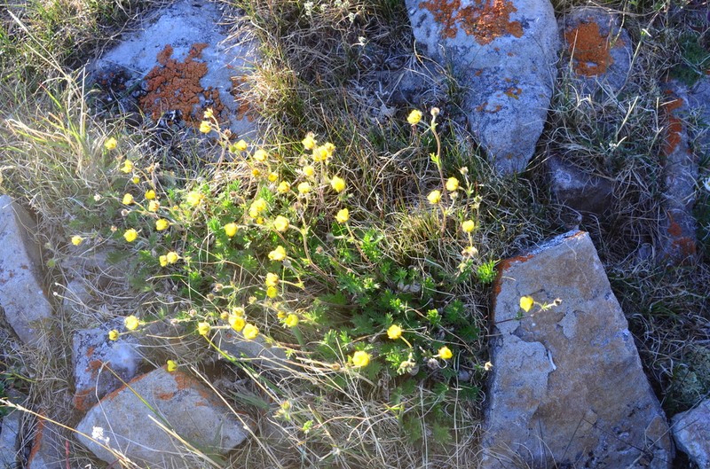 Potentilla anachoretica photo 3