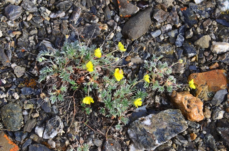 Potentilla anachoretica photo 4