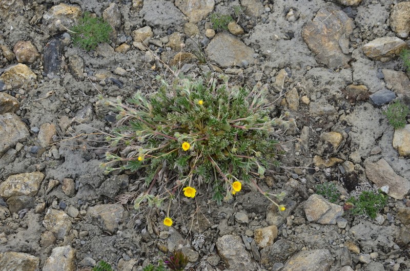 Potentilla anachoretica photo 5
