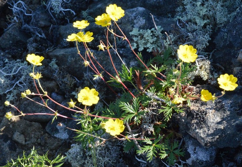 Potentilla anadyrensis