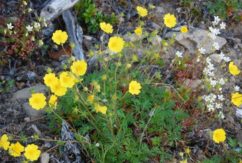 Potentilla anadyrensis photo 2