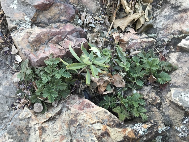 Potentilla ancistrifolia