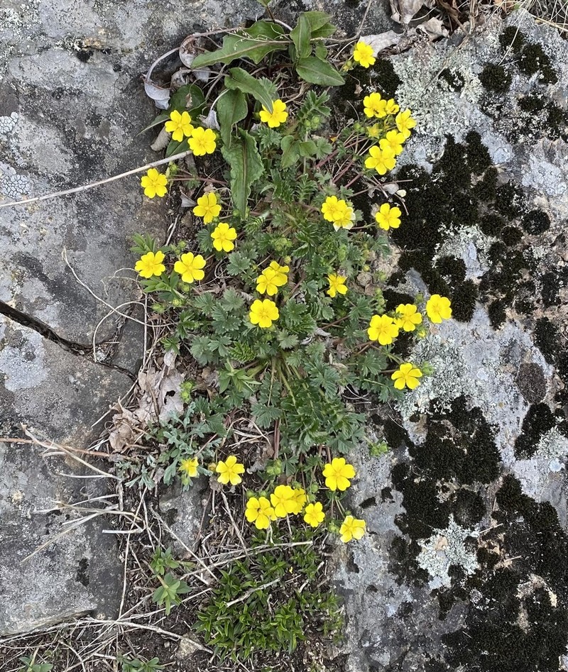 Potentilla ancistrifolia photo 2