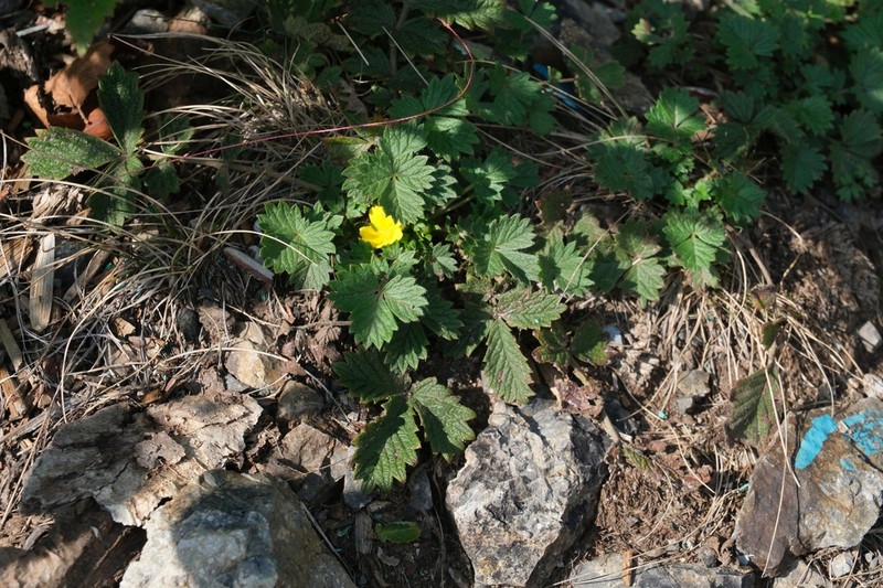 Potentilla ancistrifolia photo 3