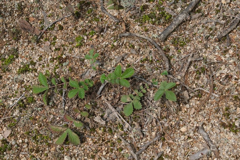 Potentilla ancistrifolia photo 4