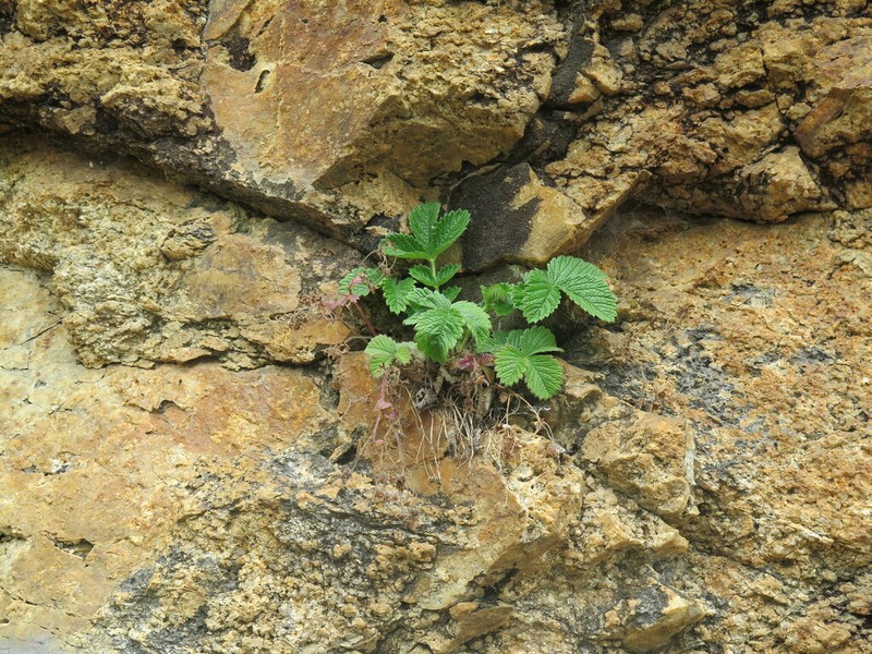 Potentilla ancistrifolia photo 5
