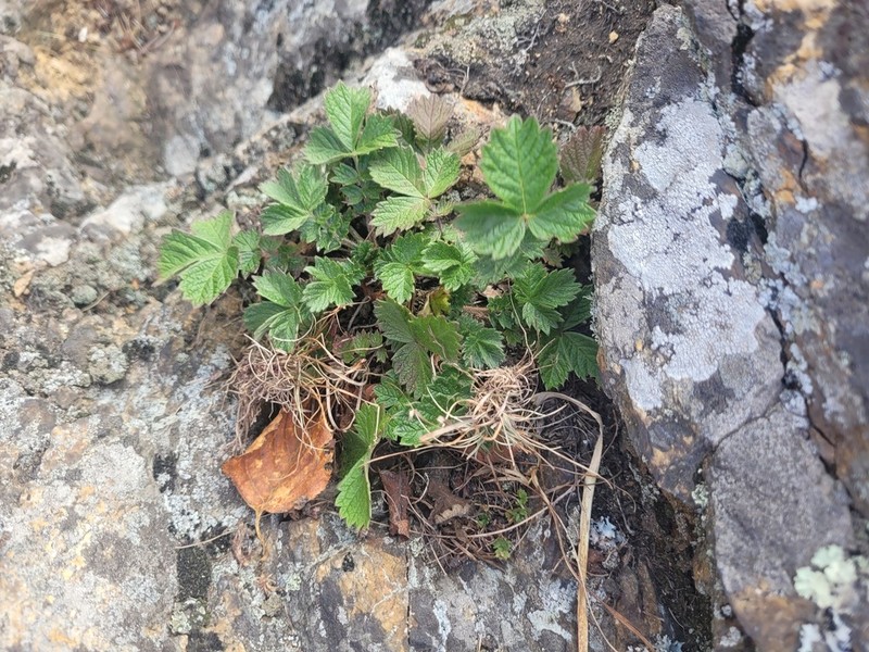 Potentilla ancistrifolia photo 6