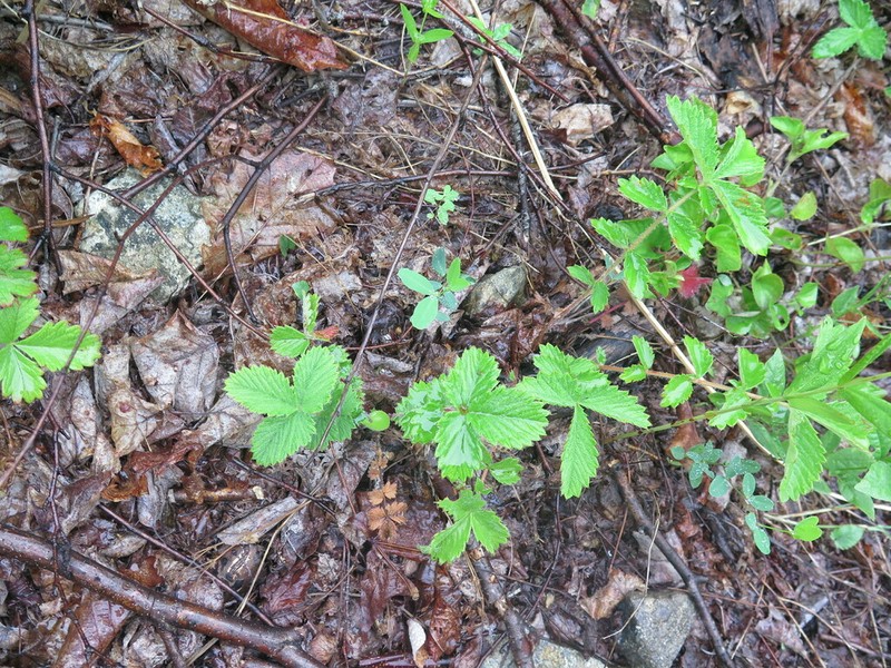 Potentilla ancistrifolia photo 7
