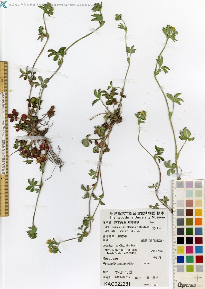 Potentilla anemonifolia photo 2