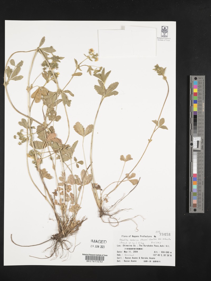 Potentilla anemonifolia photo 3