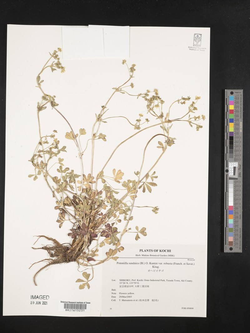 Potentilla anemonifolia photo 4