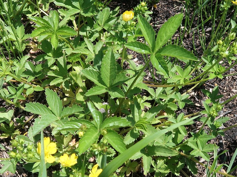 Potentilla anemonifolia