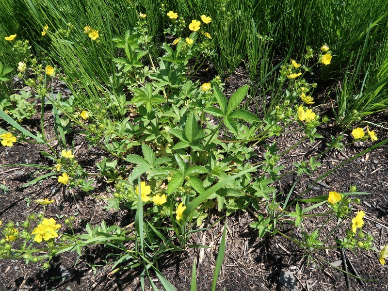 Potentilla anemonifolia photo 5