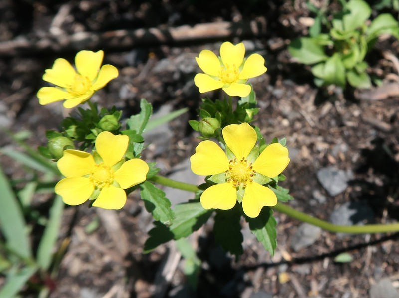 Potentilla anemonifolia photo 6