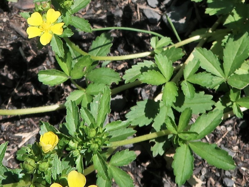 Potentilla anemonifolia photo 7