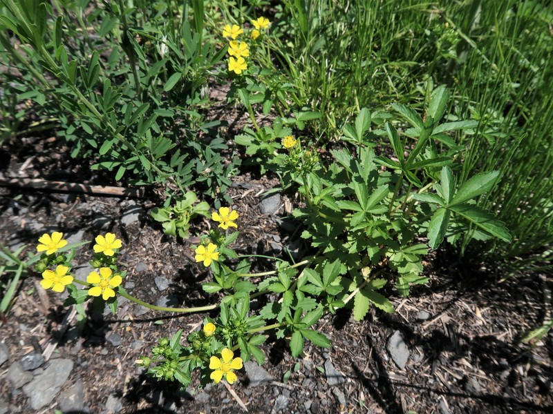 Potentilla anemonifolia photo 8