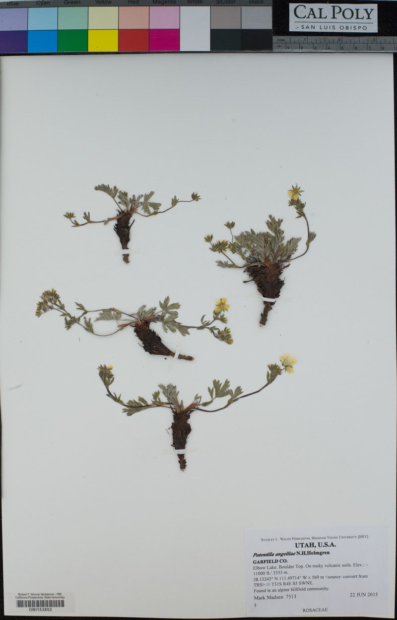Boulder Mountain Cinquefoil