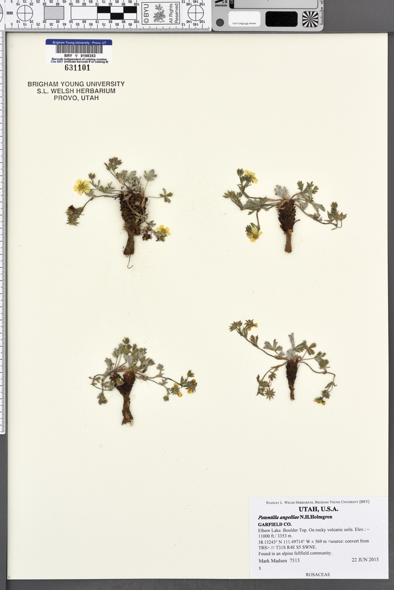 Boulder Mountain Cinquefoil photo 2