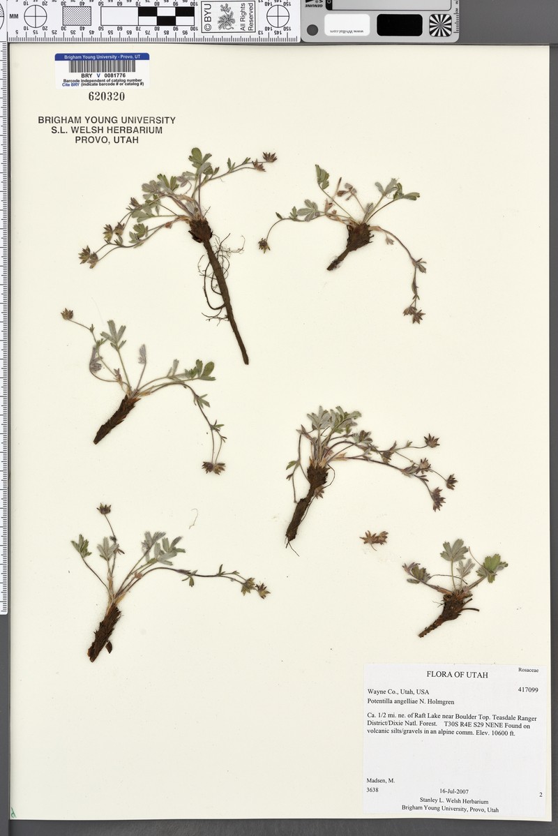 Boulder Mountain Cinquefoil photo 3