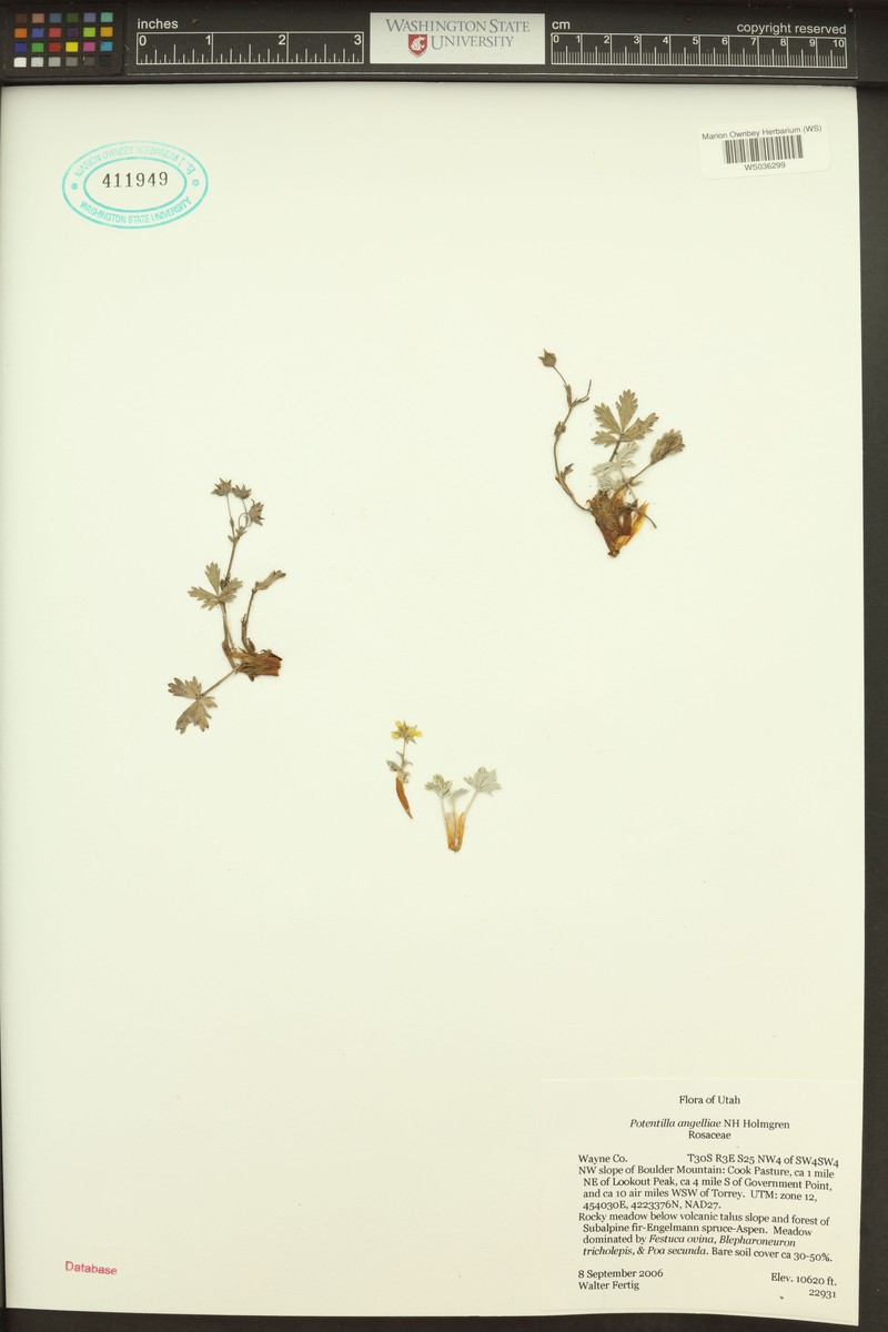 Boulder Mountain Cinquefoil photo 4