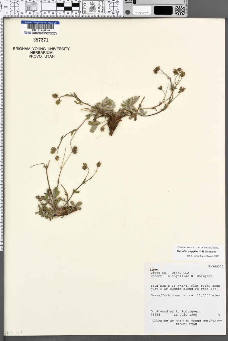 Boulder Mountain Cinquefoil photo 6
