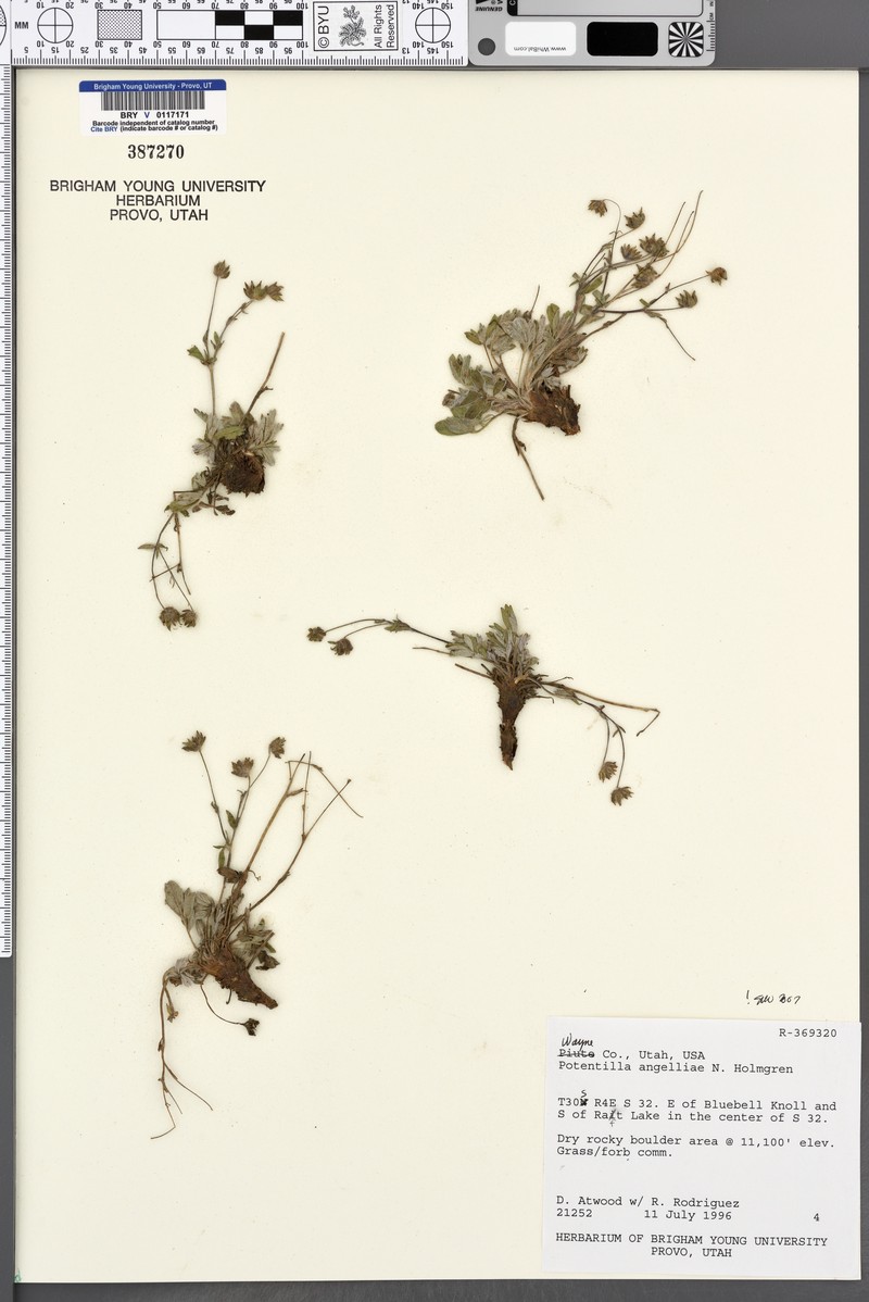 Boulder Mountain Cinquefoil photo 7